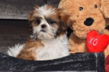 Shih Tzu (teef) 48803