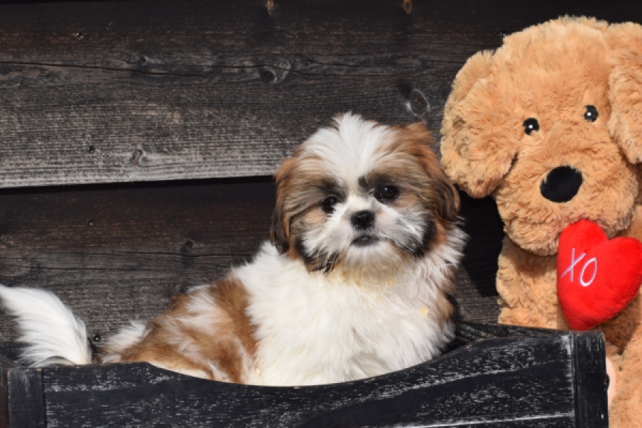 Shih Tzu (reu) 57039