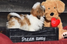 Shih Tzu (reu) 57039