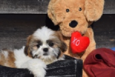 Shih Tzu (reu) 57039