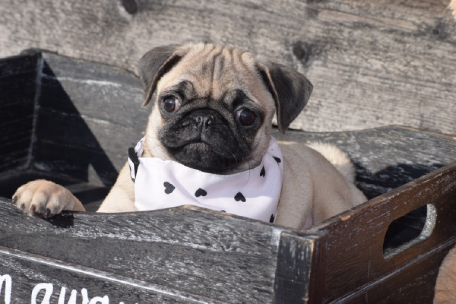 Mopshond (reu) 34679