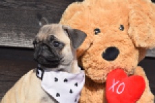 Mopshond (reu) 34679