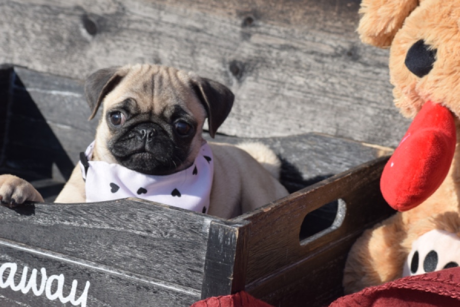 Mopshond (reu) 34679