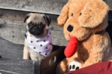 Mopshond (reu) 34679