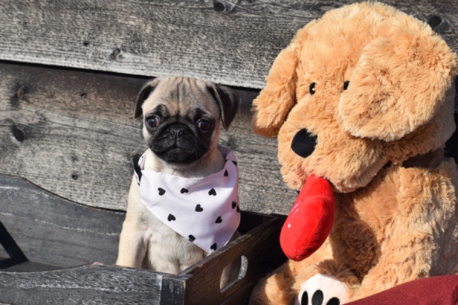 Mopshond (reu) 34679