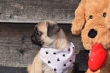 Mopshond (reu) 34679