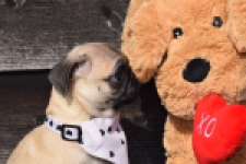 Mopshond (reu) 34679