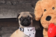 Mopshond (reu) 34679