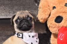 Mopshond (reu) 34679