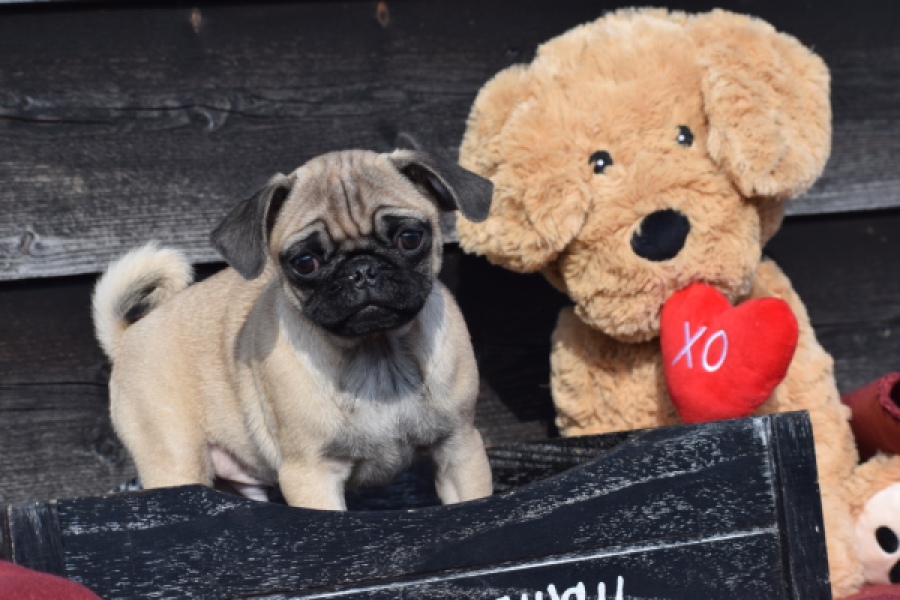 Mopshond (reu) 34675