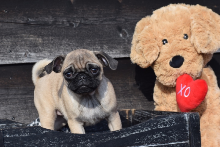 Mopshond (reu) 34675