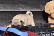 Mopshond (reu) 34675