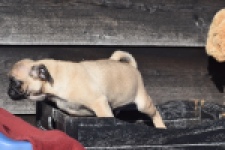 Mopshond (reu) 34675