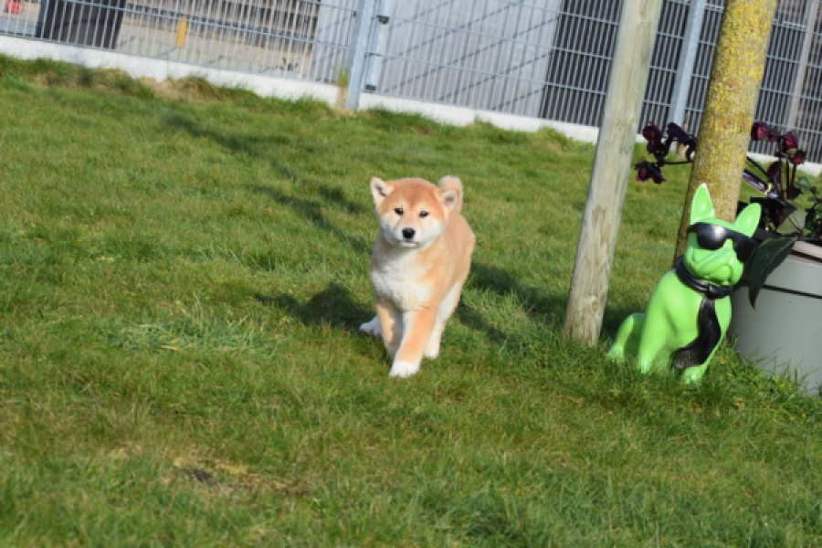 Shiba Inu (reu) 30703