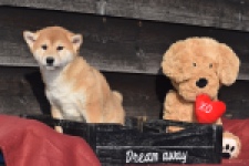 Shiba Inu (reu) 30703