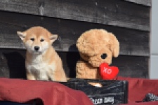 Shiba Inu (reu) 30703