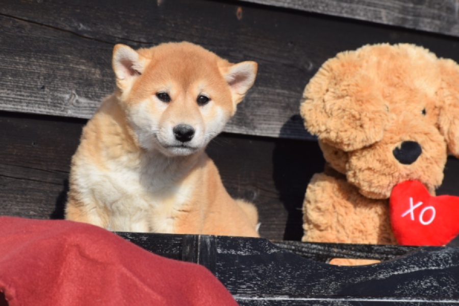 Shiba Inu (reu) 30703