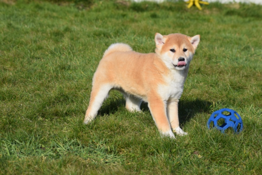 Shiba Inu (reu) 30703