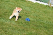 Shiba Inu (reu) 30703