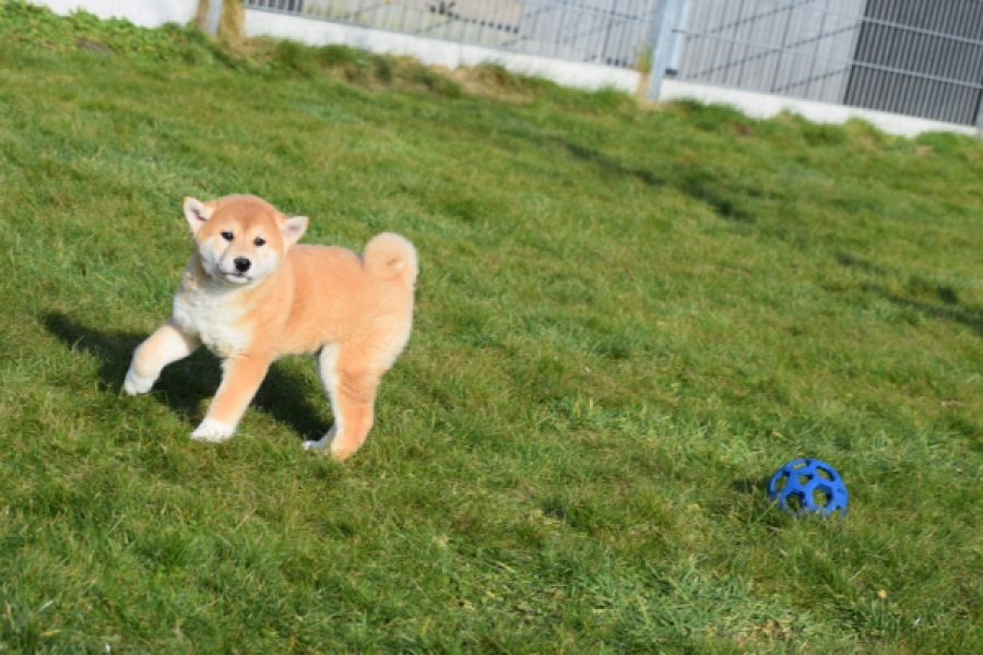 Shiba Inu (reu) 30703