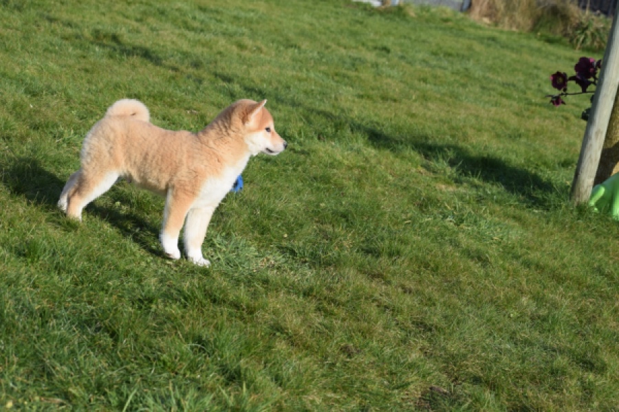 Shiba Inu (reu) 30703