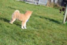 Shiba Inu (reu) 30703