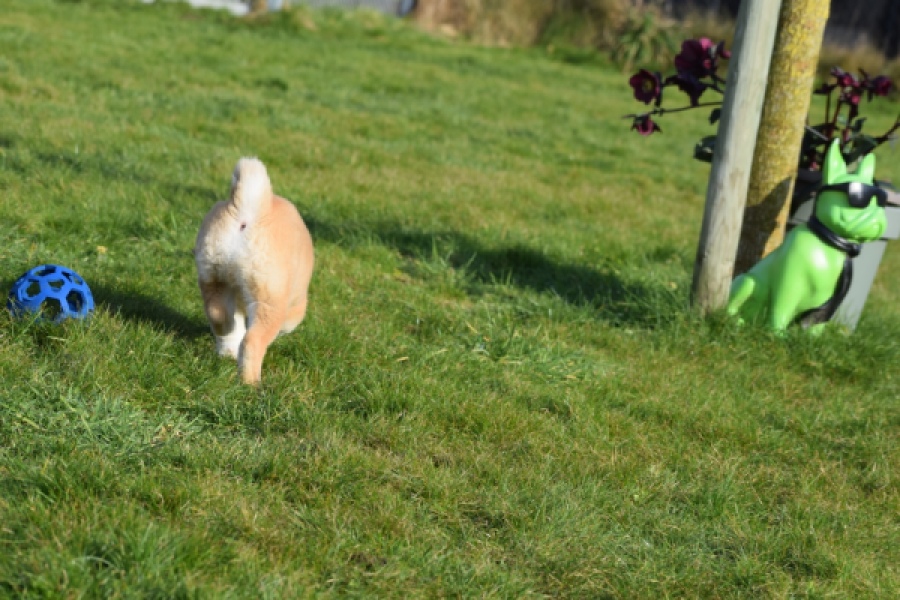 Shiba Inu (reu) 30703