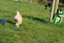 Shiba Inu (reu) 30703