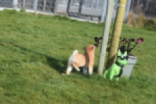 Shiba Inu (reu) 30703