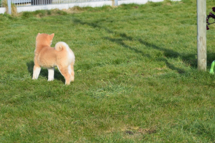 Shiba Inu (reu) 30703