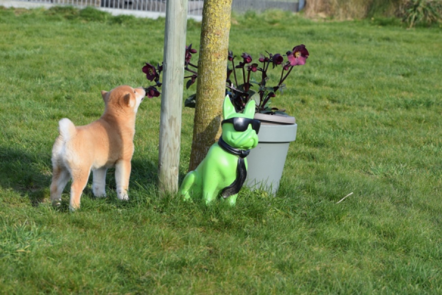 Shiba Inu (reu) 30703