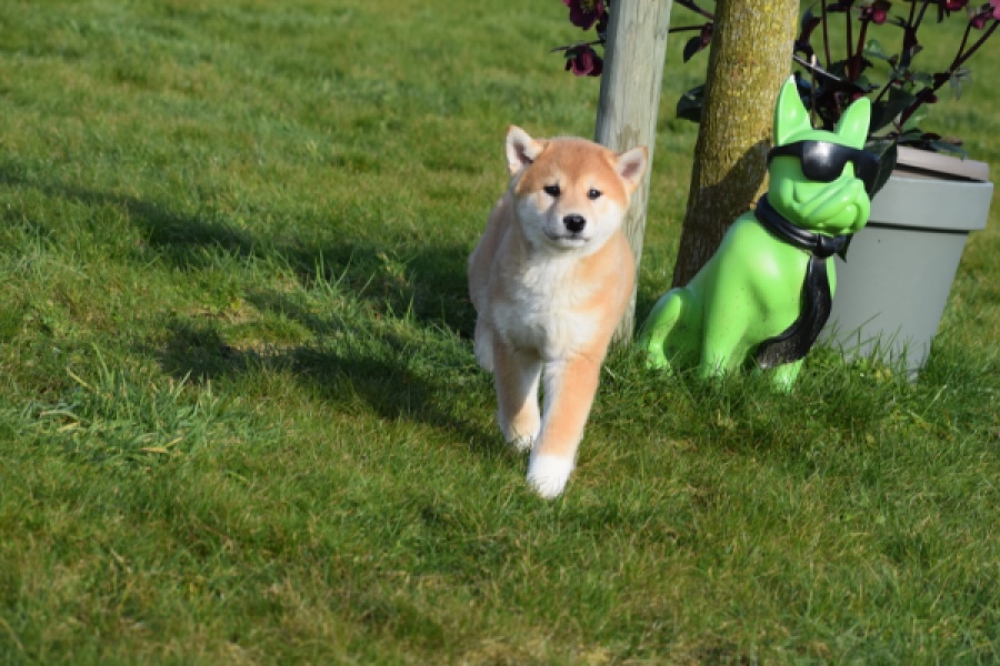 Shiba Inu (reu) 30703