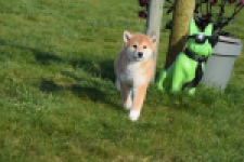 Shiba Inu (reu) 30703