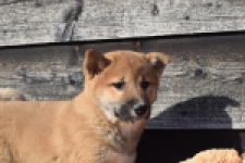 Shiba Inu (reu) 30704