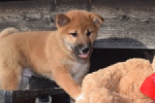 Shiba Inu (reu) 30704