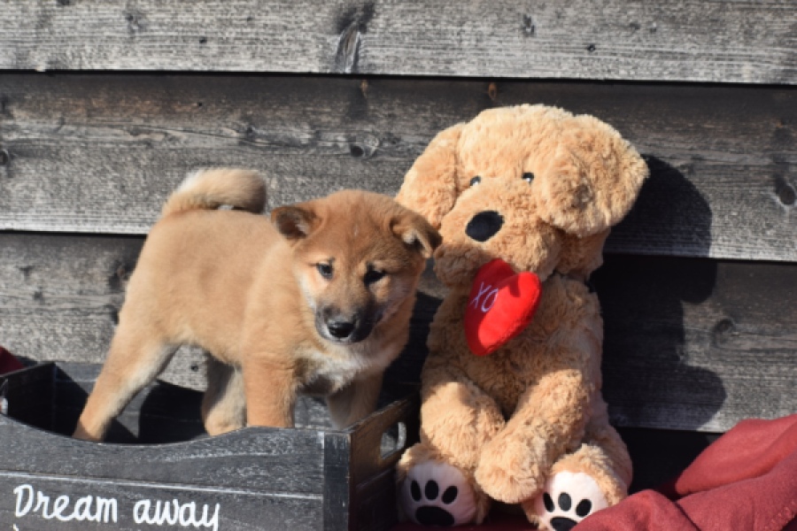 Shiba Inu (reu) 30704