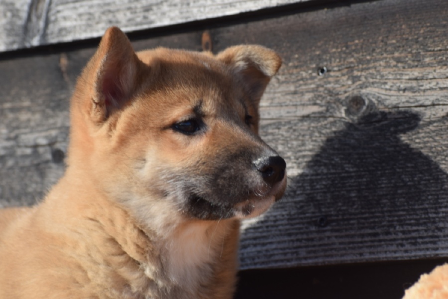 Shiba Inu (reu) 30704