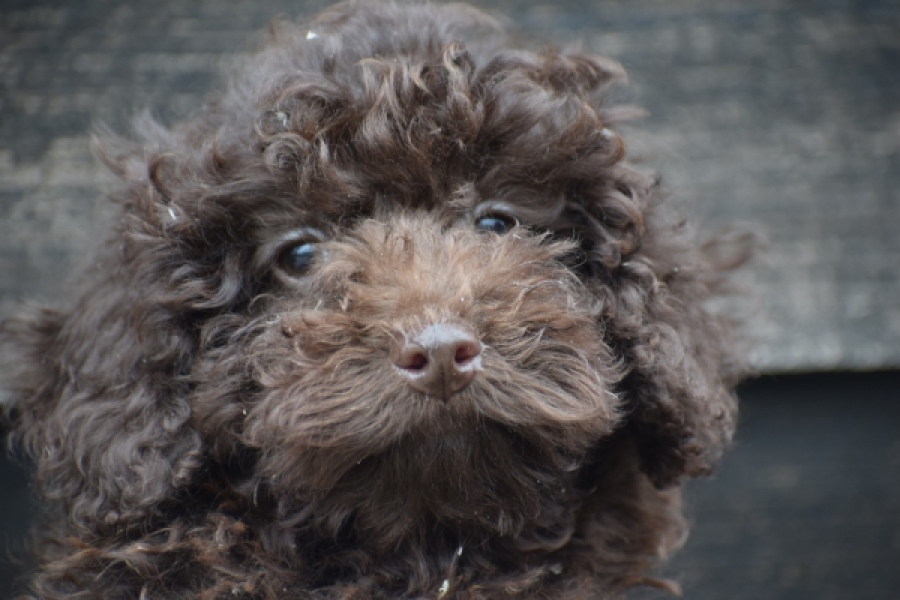 Caniche (teef) 49409