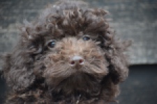 Caniche (teef) 49409