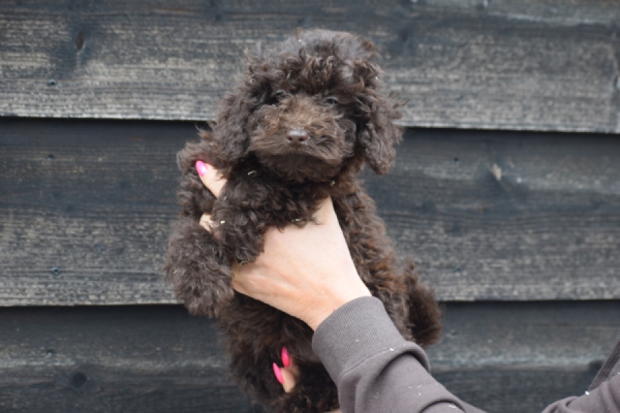 Caniche (teef) 49409