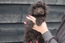 Caniche (teef) 49409