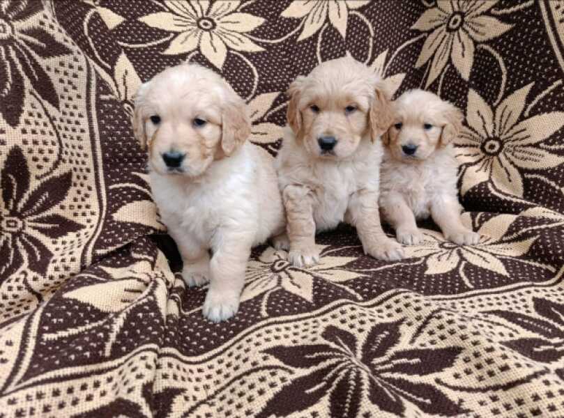 Golden retriever nestje 