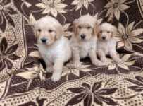 Golden retriever nestje 