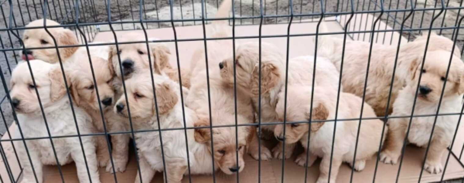 Golden retriever nestje 