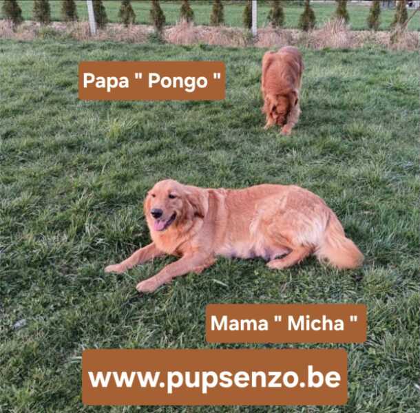 Golden retriever nestje 