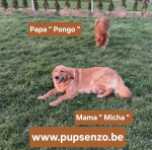 Golden retriever nestje 