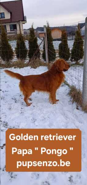 Golden retriever nestje 