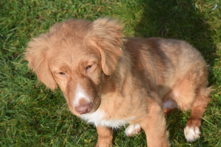 Nova Scotia Duck Tolling Retriever (reu) 39995