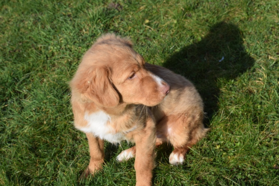 Nova Scotia Duck Tolling Retriever (reu) 39995