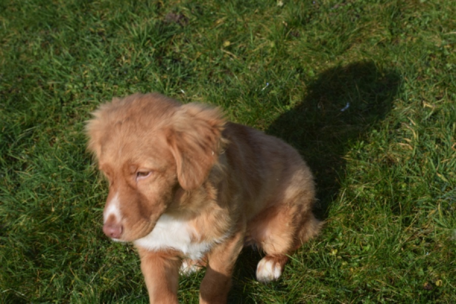 Nova Scotia Duck Tolling Retriever (reu) 39995